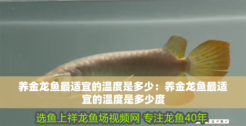 養金龍魚最適宜的溫度是多少：養金龍魚最適宜的溫度是多少度