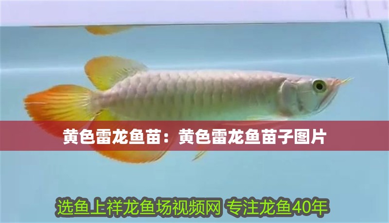 詳細閱讀:黃色雷龍魚苗:黃色雷龍魚苗子圖片 黃色雷龍魚苗:黃色雷龍魚苗子圖片