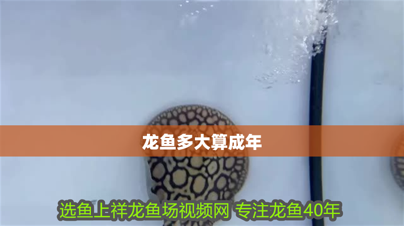 龍魚多大算成年
