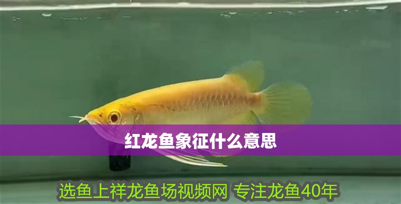 紅龍魚(yú)象征什么意思