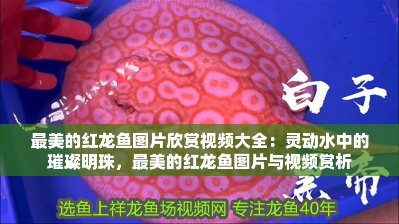 最美的紅龍魚圖片欣賞視頻大全：靈動水中的璀璨明珠，最美的紅龍魚圖片與視頻賞析
