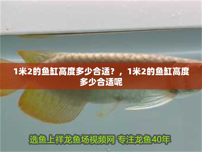 1米2的魚(yú)缸高度多少合適？，1米2的魚(yú)缸高度多少合適呢