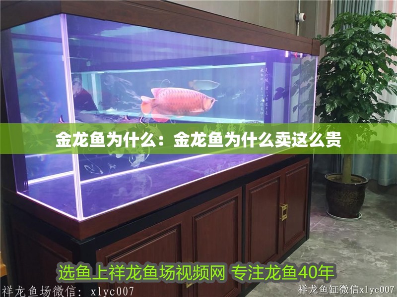 金龍魚為什么：金龍魚為什么賣這么貴