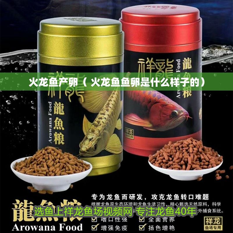 火龍魚產(chǎn)卵（ 火龍魚魚卵是什么樣子的）