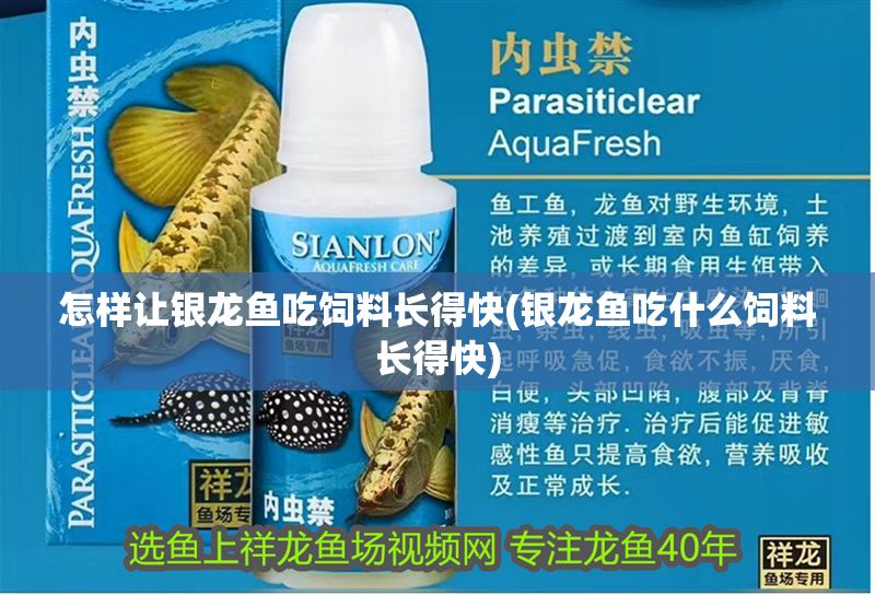 怎樣讓銀龍魚吃飼料長得快(銀龍魚吃什么飼料長得快)