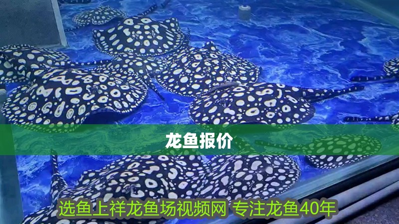 龍魚報價