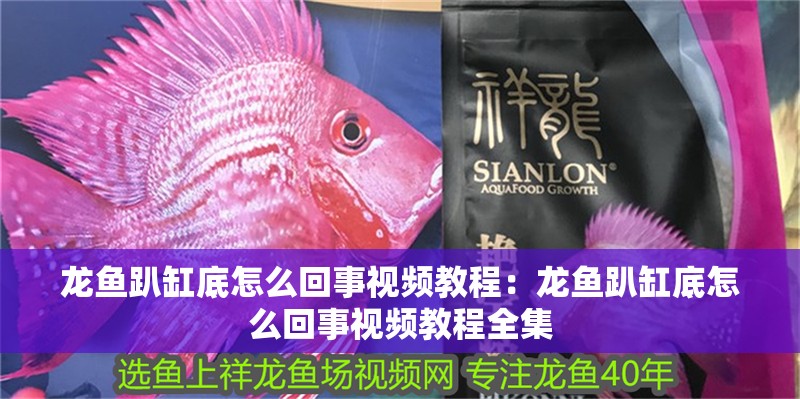 龍魚趴缸底怎么回事視頻教程：龍魚趴缸底怎么回事視頻教程全集