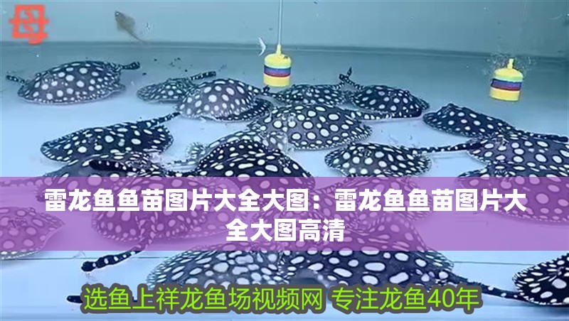 雷龍魚魚苗圖片大全大圖：雷龍魚魚苗圖片大全大圖高清
