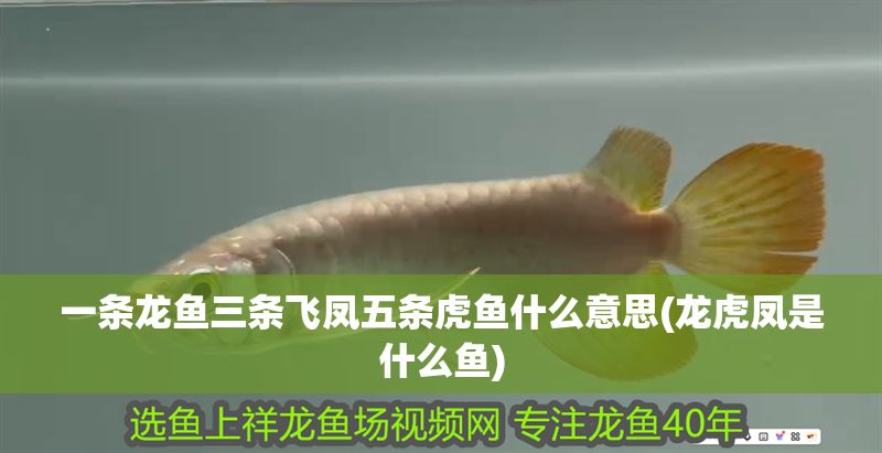 一條龍魚三條飛鳳五條虎魚什么意思(龍虎鳳是什么魚)