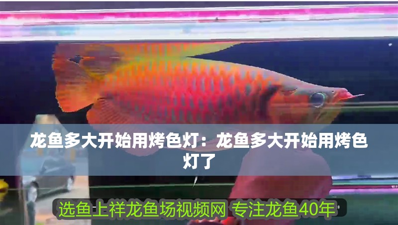 龍魚多大開始用烤色燈：龍魚多大開始用烤色燈了