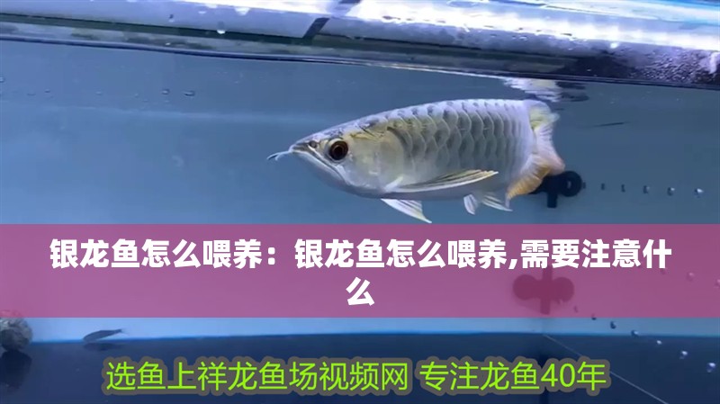 銀龍魚怎么喂養：銀龍魚怎么喂養,需要注意什么