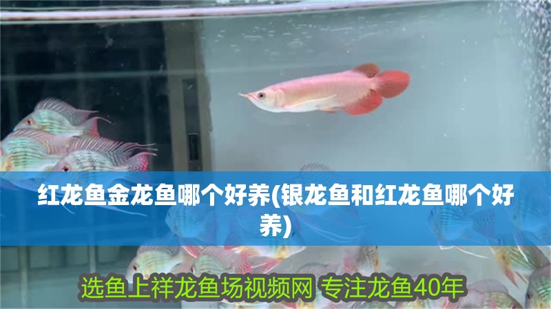 紅龍魚金龍魚哪個(gè)好養(yǎng)(銀龍魚和紅龍魚哪個(gè)好養(yǎng))