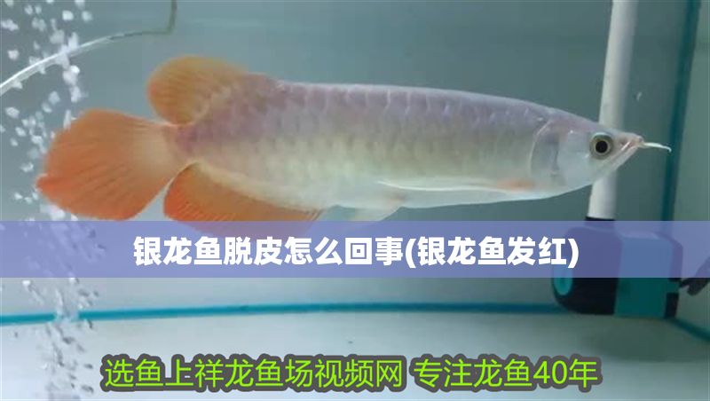 銀龍魚脫皮怎么回事(銀龍魚發紅)
