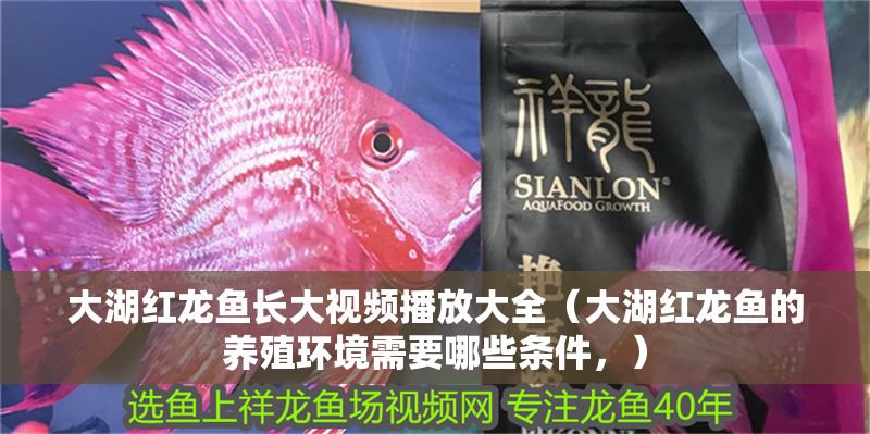 大湖紅龍魚長大視頻播放大全（大湖紅龍魚的養(yǎng)殖環(huán)境需要哪些條件，）