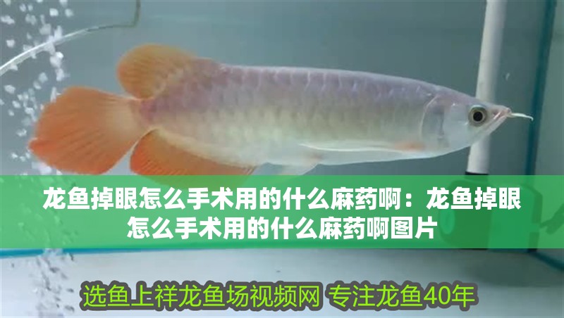 龍魚掉眼怎么手術用的什么麻藥?。糊堲~掉眼怎么手術用的什么麻藥啊圖片