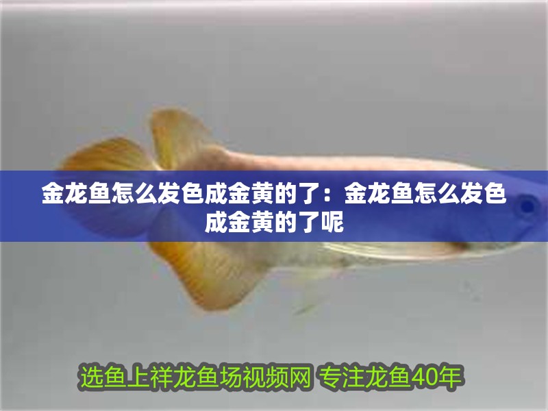 金龍魚怎么發色成金黃的了：金龍魚怎么發色成金黃的了呢