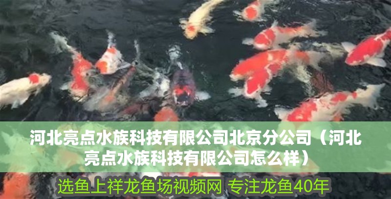河北亮點水族科技有限公司北京分公司（河北亮點水族科技有限公司怎么樣）
