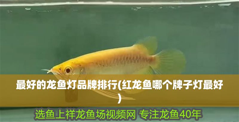 最好的龍魚燈品牌排行(紅龍魚哪個牌子燈最好)