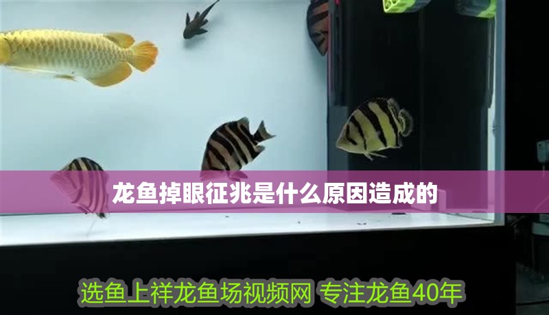 龍魚(yú)掉眼征兆是什么原因造成的