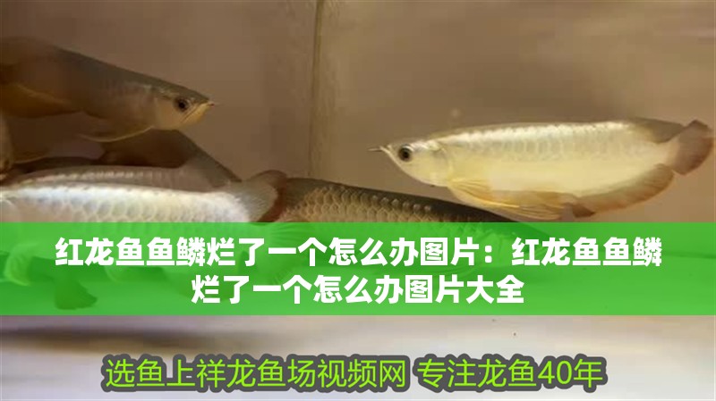 紅龍魚(yú)魚(yú)鱗爛了一個(gè)怎么辦圖片：紅龍魚(yú)魚(yú)鱗爛了一個(gè)怎么辦圖片大全