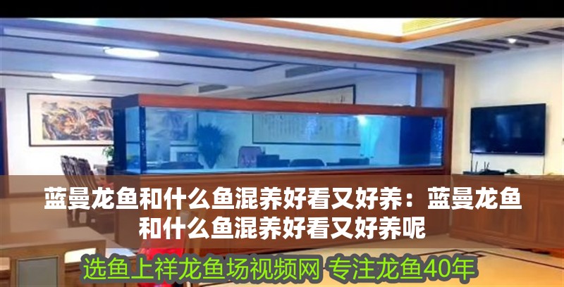 藍(lán)曼龍魚和什么魚混養(yǎng)好看又好養(yǎng)：藍(lán)曼龍魚和什么魚混養(yǎng)好看又好養(yǎng)呢