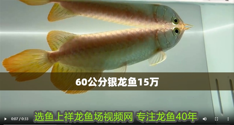 60公分銀龍魚15萬