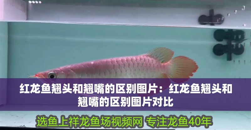 紅龍魚翹頭和翹嘴的區(qū)別圖片：紅龍魚翹頭和翹嘴的區(qū)別圖片對(duì)比