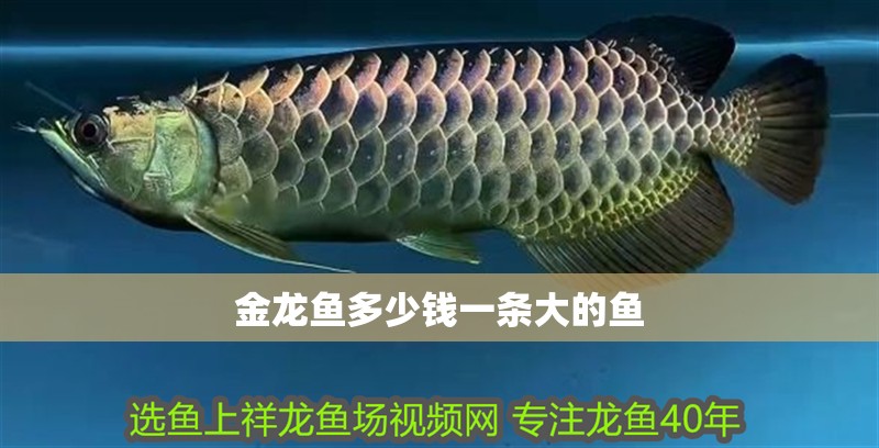 金龍魚(yú)多少錢(qián)一條大的魚(yú)