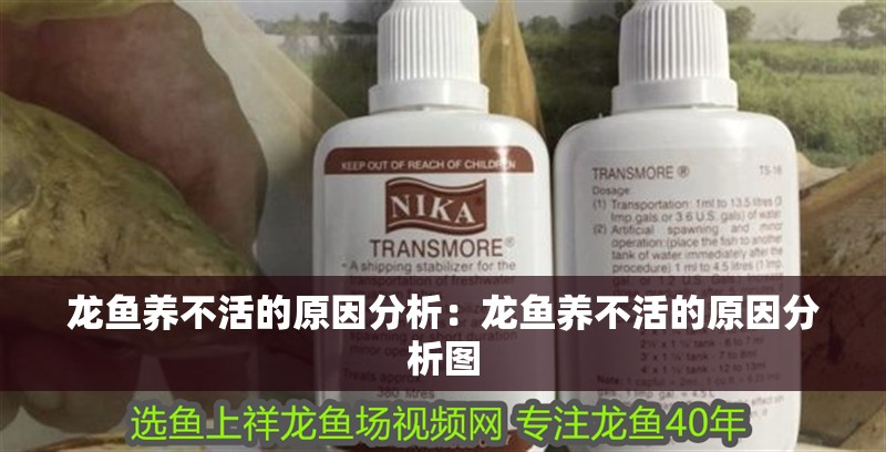 龍魚養(yǎng)不活的原因分析：龍魚養(yǎng)不活的原因分析圖