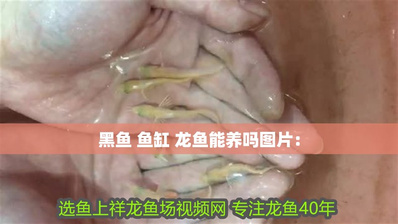 黑魚 魚缸 龍魚能養(yǎng)嗎圖片：