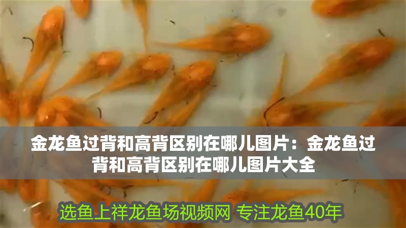 金龍魚過背和高背區別在哪兒圖片：金龍魚過背和高背區別在哪兒圖片大全