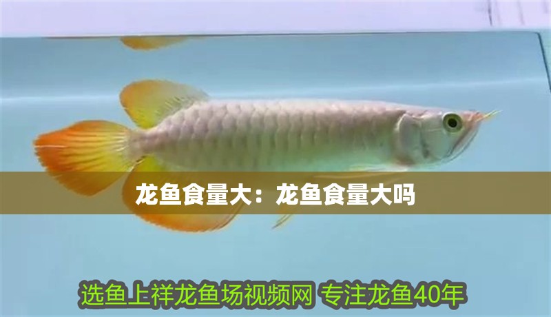 龍魚食量大:龍魚食量大嗎 水族問答 龍魚食量大:龍魚食量大嗎 龍魚食量大:龍魚食量大嗎 水族問答