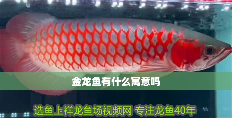 金龍魚有什么寓意嗎