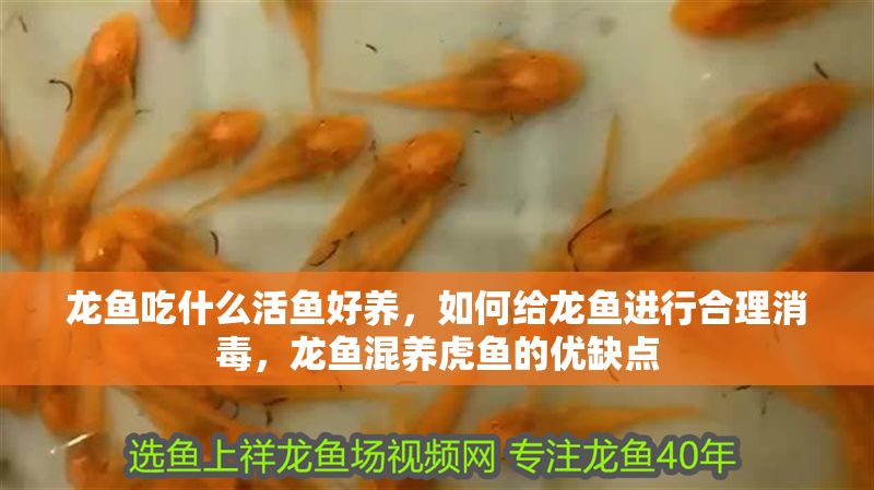 龍魚吃什么活魚好養，如何給龍魚進行合理消毒，龍魚混養虎魚的優缺點