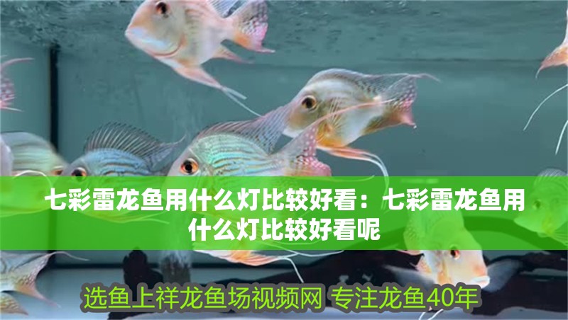 七彩雷龍魚用什么燈比較好看：七彩雷龍魚用什么燈比較好看呢