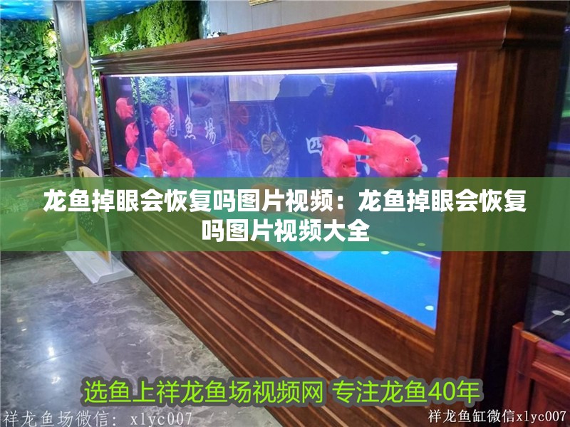龍魚掉眼會恢復嗎圖片視頻：龍魚掉眼會恢復嗎圖片視頻大全