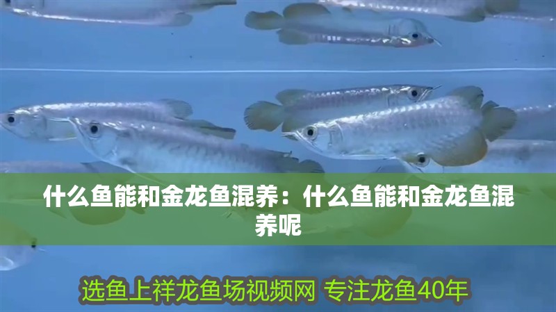 什么魚能和金龍魚混養：什么魚能和金龍魚混養呢