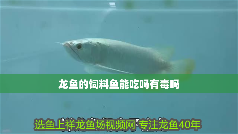 龍魚的飼料魚能吃嗎有毒嗎