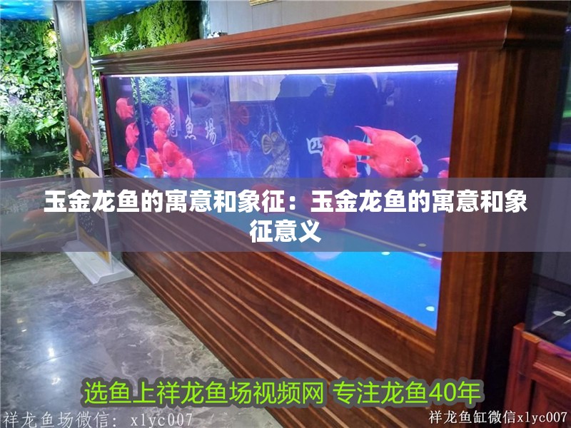 玉金龍魚的寓意和象征：玉金龍魚的寓意和象征意義