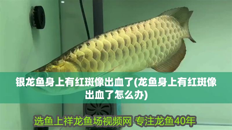 銀龍魚(yú)身上有紅斑像出血了(龍魚(yú)身上有紅斑像出血了怎么辦)