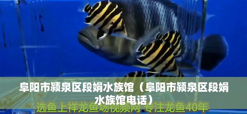 阜陽市潁泉區段娟水族館（阜陽市潁泉區段娟水族館電話）