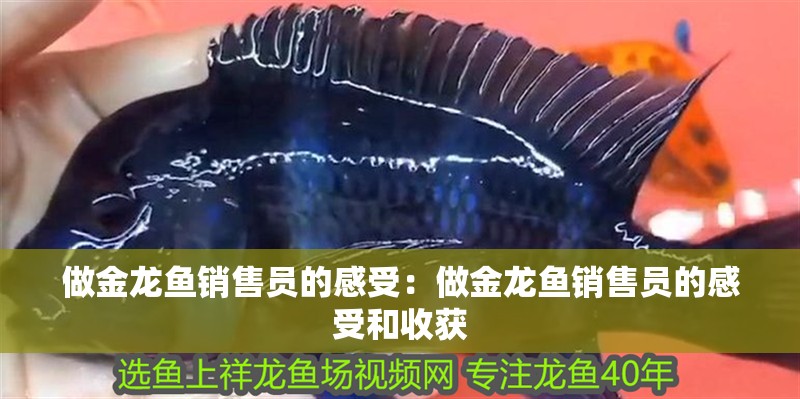 做金龍魚銷售員的感受：做金龍魚銷售員的感受和收獲