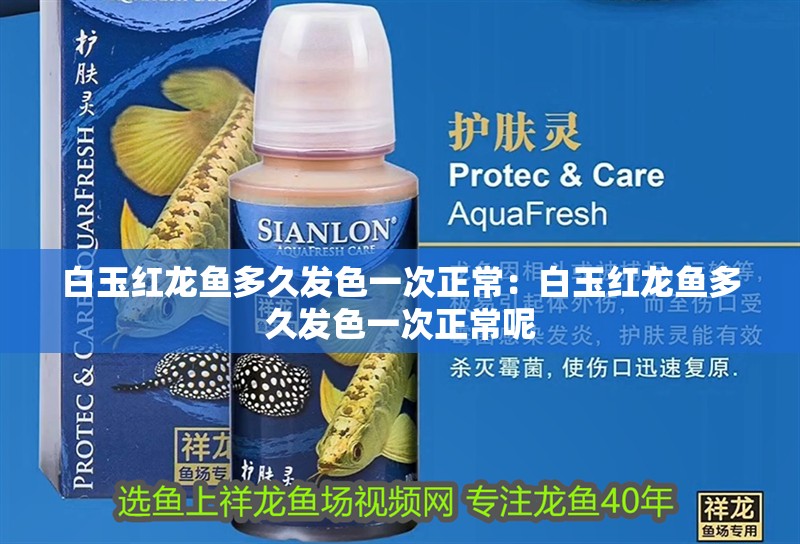 白玉紅龍魚多久發(fā)色一次正常：白玉紅龍魚多久發(fā)色一次正常呢