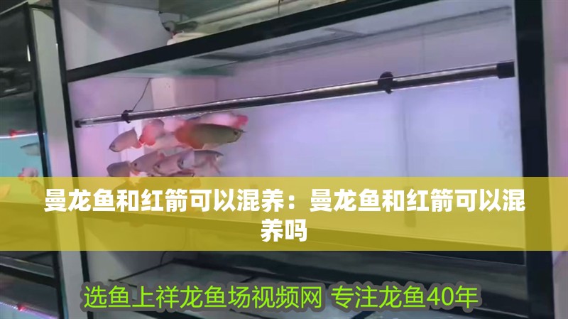 曼龍魚和紅箭可以混養:曼龍魚和紅箭可以混養嗎 水族問答 曼龍魚和紅箭可以混養:曼龍魚和紅箭可以混養嗎 曼龍魚和紅箭可以混養:曼龍魚和紅箭可以混養嗎 水族問答