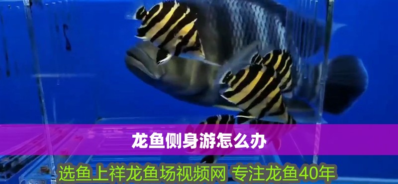 龍魚側身游怎么辦