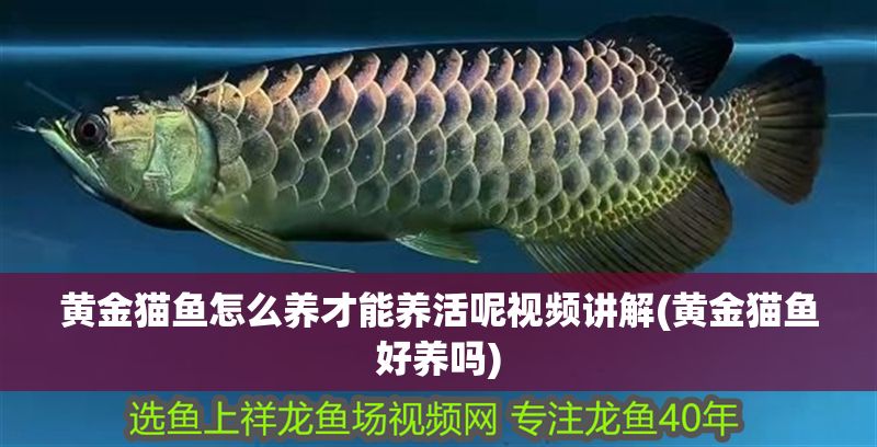 黃金貓魚怎么養才能養活呢視頻講解(黃金貓魚好養嗎)