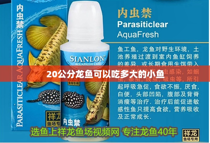 20公分龍魚可以吃多大的小魚