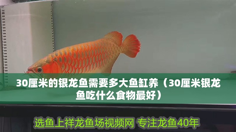 30厘米的銀龍魚需要多大魚缸養（30厘米銀龍魚吃什么食物最好）