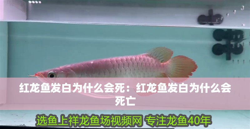 紅龍魚發白為什么會死：紅龍魚發白為什么會死亡