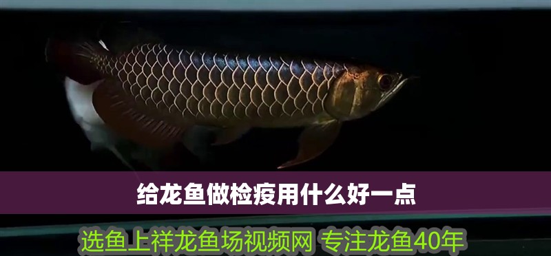 給龍魚做檢疫用什么好一點